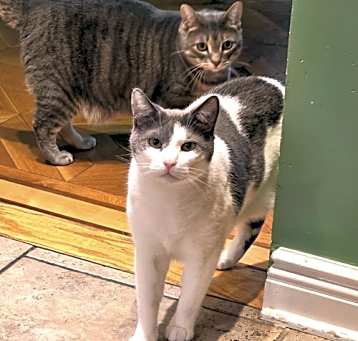 Photo of Meow Meow