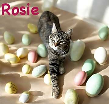 Photo of Rosie