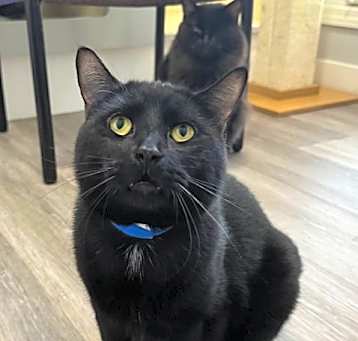 Photo of Boo