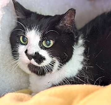 Photo of Meekie