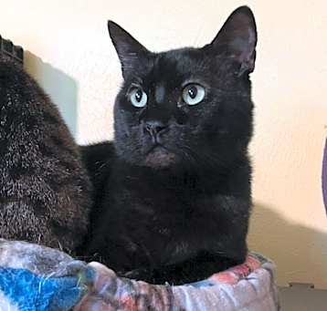 Photo of Amigo