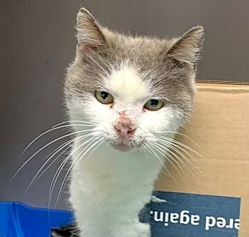 Photo of Marmalade