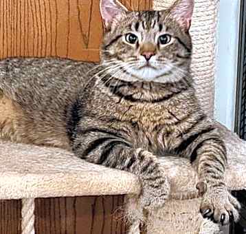 Photo of Toby
