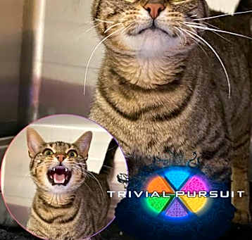 Photo of Trivial Pursuit