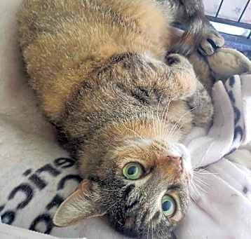 Photo of Willow - sponsored!