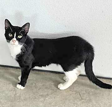 Photo of Raven (Kitty)