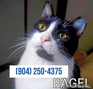 Photo of Bagel (sweet kitty) lowFee