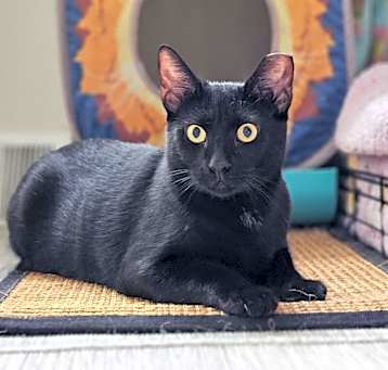 Photo of Valentino