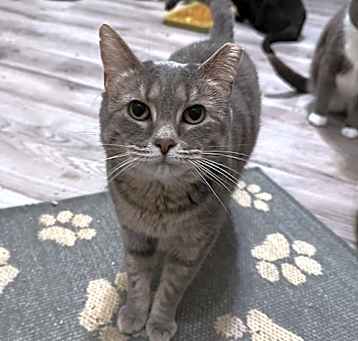 Photo of Daphne