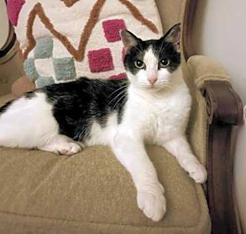 Photo of Yoshimi