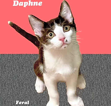 Photo of Daphne