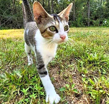 Photo of Jax