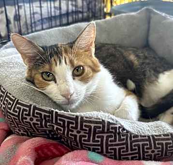Photo of Callie