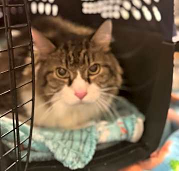 Photo of Kattty Waddy Patty