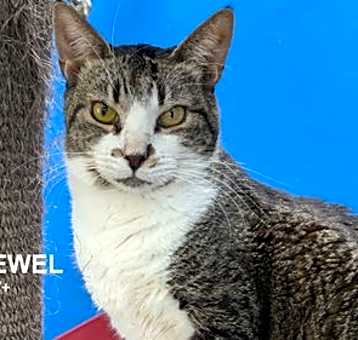 Photo of Jewel