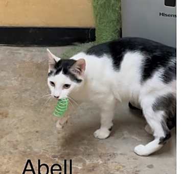 Photo of Abell