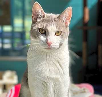 Photo of Grizzly