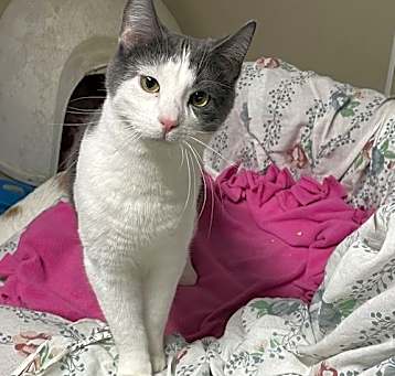 Photo of Possum