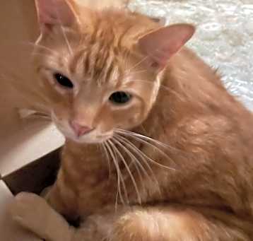 Photo of Garfield