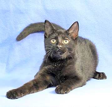 Photo of Captain Midnight