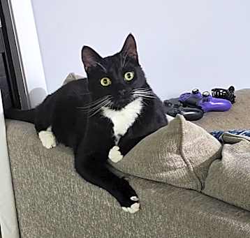 Photo of Moosh