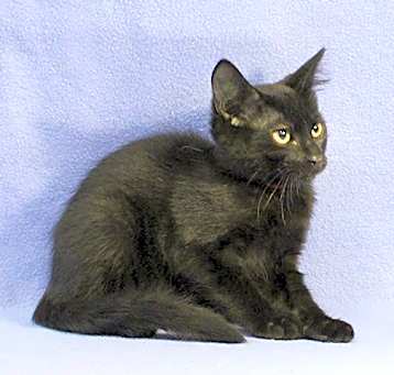 Photo of Hershey