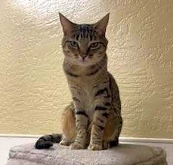 Photo of Harvey
