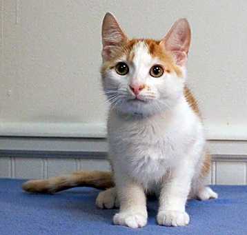 Photo of Ollie