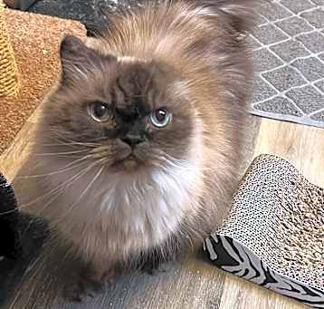 Photo of Teddy Bear