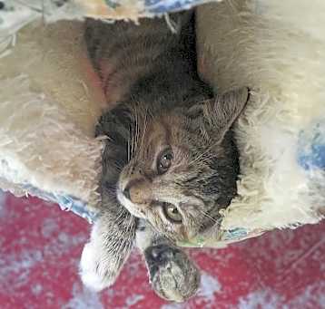 Photo of Pebbles S.