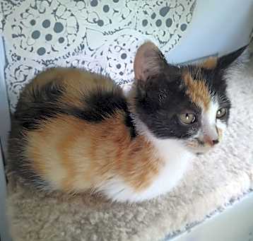 Photo of Paisley S