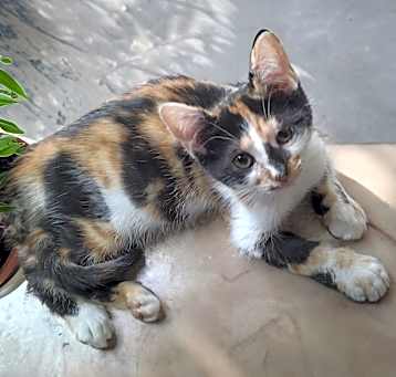 Photo of Pasilla
