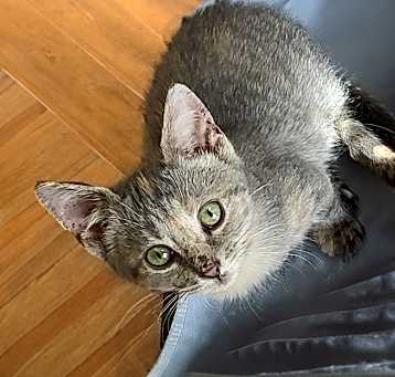 Photo of Lily Pearl S