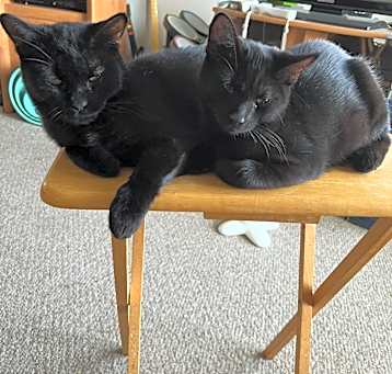 Photo of Maybelle and Espresso
