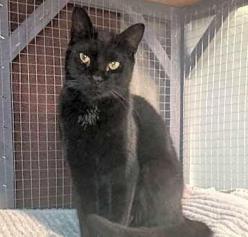 Photo of Pixie