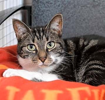 Photo of Jazz