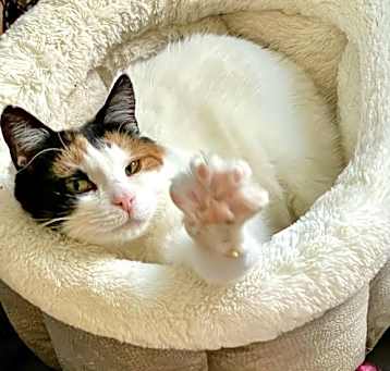 Photo of Magnolia