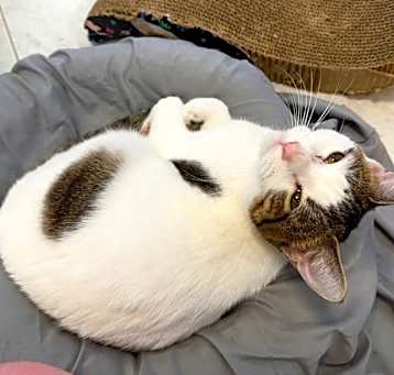 Photo of Daisy