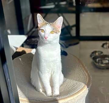 Photo of Daphne