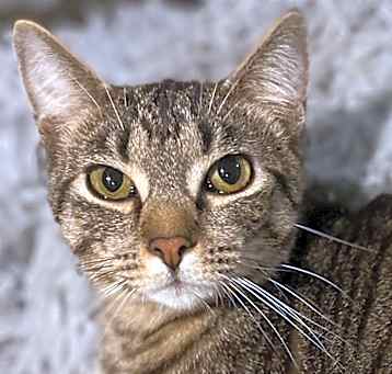 Photo of Habanero (Fifth Street Kittens 3)