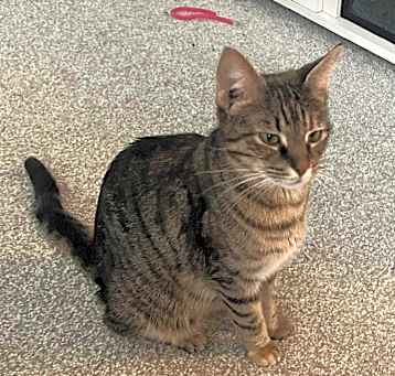 Photo of Lulu (mom of Colleen's kittens)