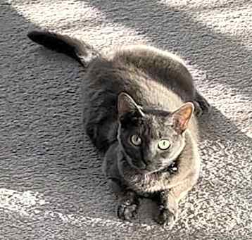 Photo of Storm - Available in Foster