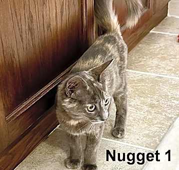 Photo of Nugget