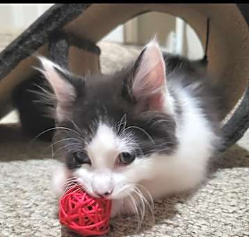 Photo of Lola