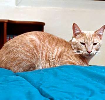 Photo of George Weasley