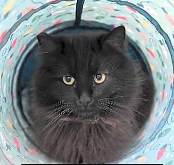 Photo of Gordo