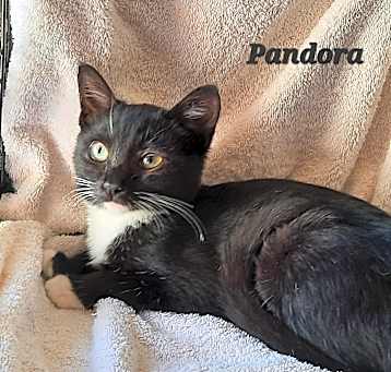 Photo of Pandora