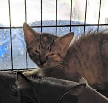Photo of Paisley