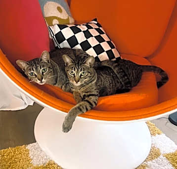 Photo of Dumpling & Eggroll