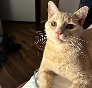 Photo of PEANUT